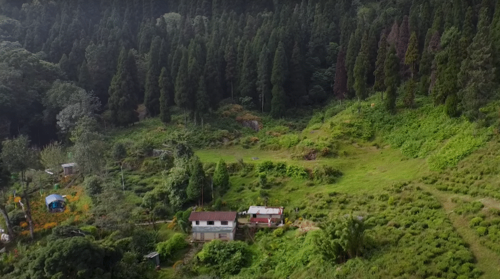 Tea gardens in Darjeeling India